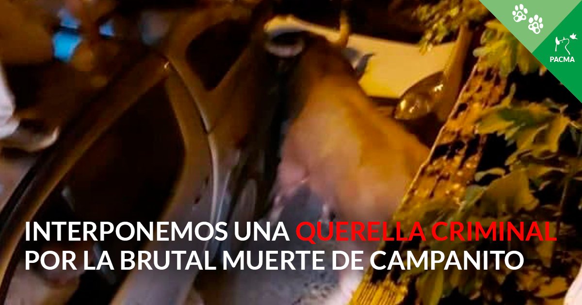 Difunde la Injusticia Animal 
Atropellado brutalmente hasta la muerte #Brihuega 
#Campanito .
#justiciaparacamoanito
<a href="/nottodaysatanas/">WOMAN🌱</a>  <a href="/Grumpy__Nat/">WinterIsComing 🔴🟡🟣</a> <a href="/marisol84148758/">🐾🧡</a> <a href="/rafapollero/">Rafa ayala</a>  <a href="/Ire30t2Irene/">irene tt</a> <a href="/DeborahDuna/">Deborah Villaseca</a> <a href="/tiendamaluka/">Elena Pacheco</a> <a href="/MARA97051955/">MARA</a> <a href="/mara_carlota/">Doña Urraca</a> <a href="/LiberaONG/">LIBERA! - Asociación Animalista</a> <a href="/Absoluta64/">AnimalSoul/Lesbian/She/Her/I'm Married🏳️‍🌈🇵🇸</a> <a href="/tanoros2/">Tano Ros</a>