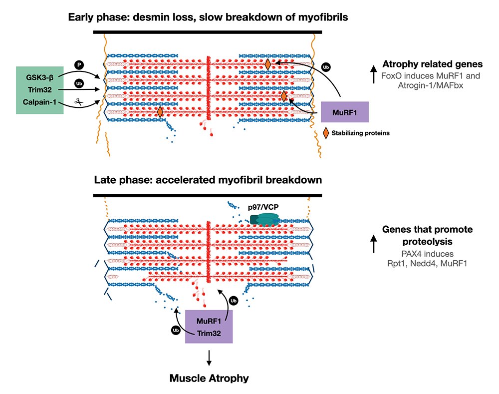 Shenhav Shemer Lab tweet media