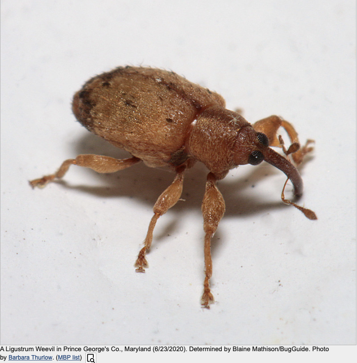 Entomology_UGA's tweet photo. #WeevilWednesday Meet the ligustrum weevil (Ochyromera ligustri)! This chubby weevil feeds on Chinese privet, an ornamental (&amp; sometimes invasive) plant. Ligustrum weevils are pests OR biocontrol agents, depending on whether the privet they feed on is in a yard or a natural area! https://t.co/1dOGkFwavN