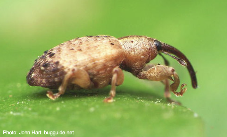 Entomology_UGA's tweet photo. #WeevilWednesday Meet the ligustrum weevil (Ochyromera ligustri)! This chubby weevil feeds on Chinese privet, an ornamental (&amp; sometimes invasive) plant. Ligustrum weevils are pests OR biocontrol agents, depending on whether the privet they feed on is in a yard or a natural area! https://t.co/1dOGkFwavN