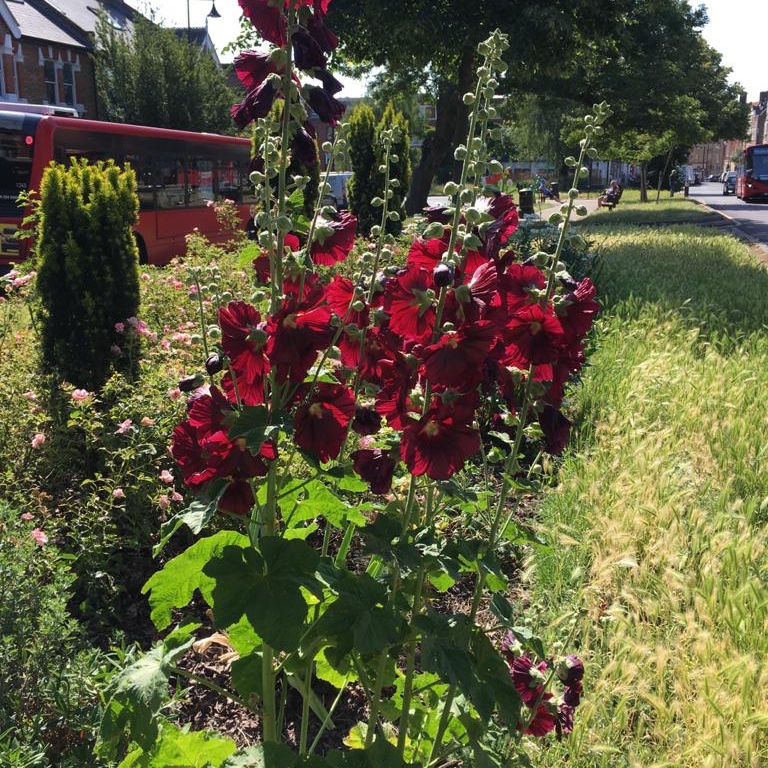 SWGardeners's tweet photo. We'll be working on the George Lane flowerbeds this Thursday (12th) between 10am and noon. Join us if you can, or just stop by and say hullo. https://t.co/i7K0BrfIA1