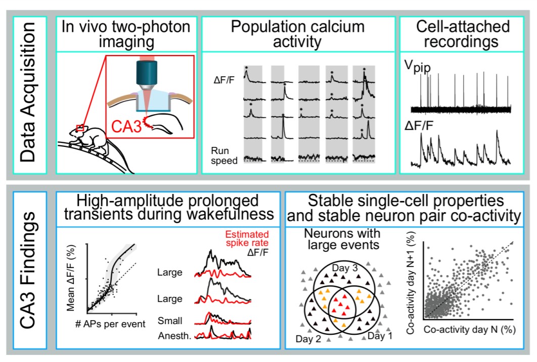 SfN Journals tweet media