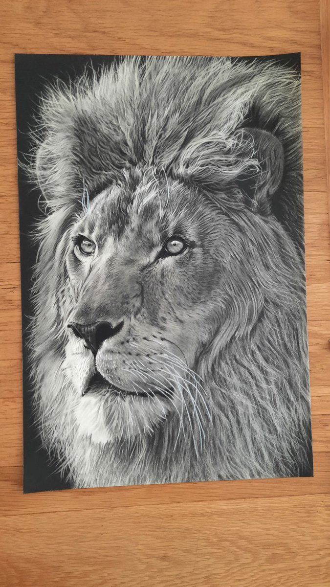 Throwback to my Lion portrait for #WorldLionDay2021 #art #portrait #Lions 🦁✍