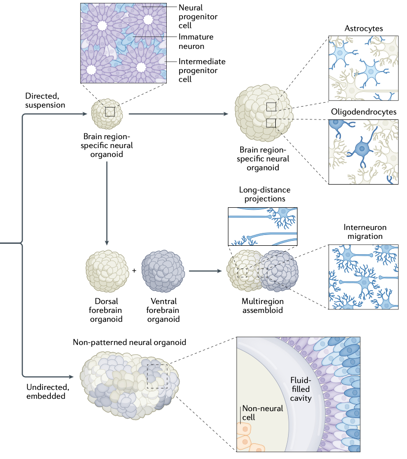 Latest article is in <a href="/NatRevNeurosci/">Nature Rev Neurosci</a> today. Effort led by the talented <a href="/Julien_G_Roth/">Julien George Roth</a>! 
#assembloids #organoids #brain #biomaterials
nature.com/articles/s4158…