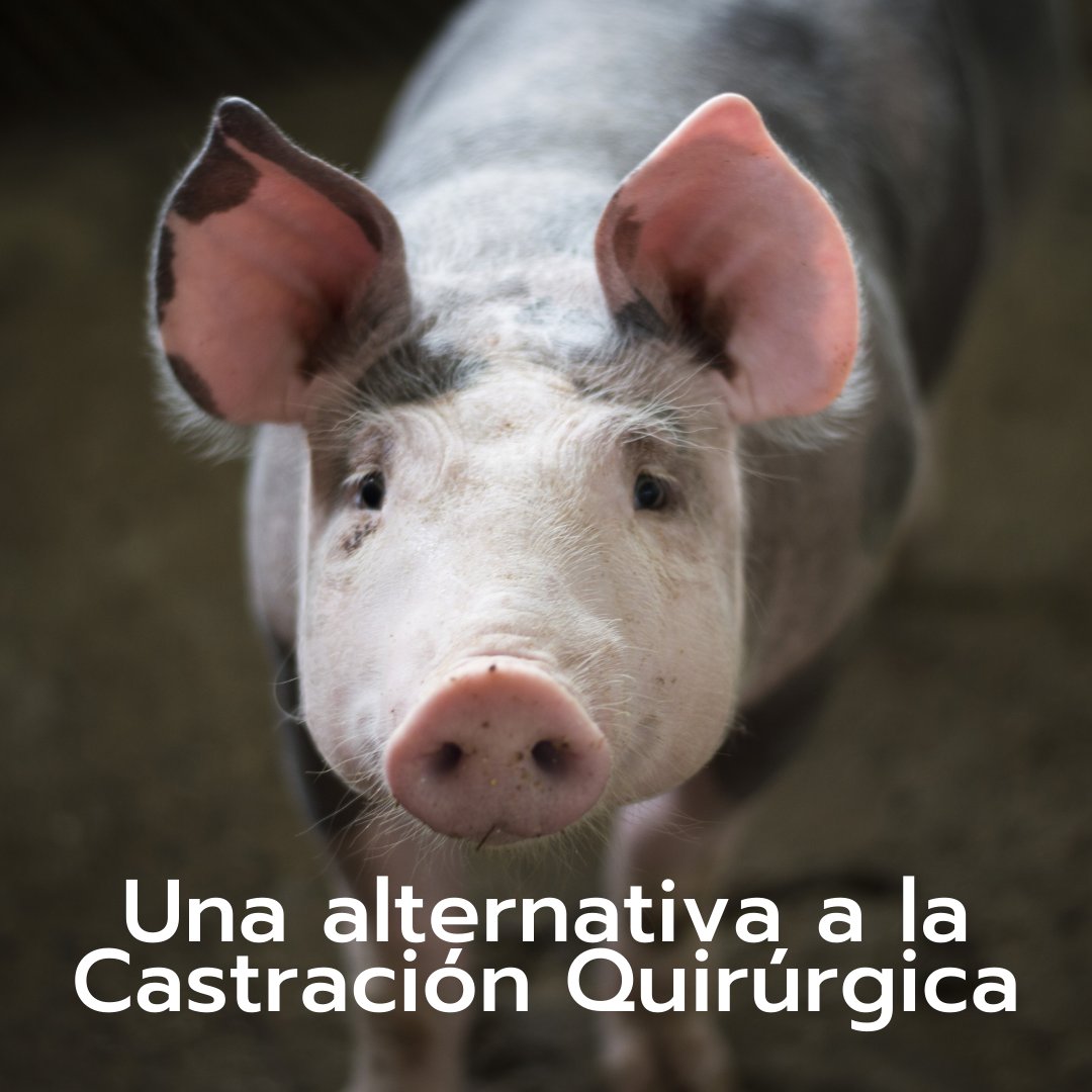 CevaConoSur's tweet photo. Ceva Valora, nuestra vacuna para la inmunocastración de cerdo como alternativa a la castración quirúrgica. Además, te ofrece una flexibilidad en su aplicación para contribuir en la productividad🐖

#CevaSwine #CevaValora #BienestarAnimal https://t.co/BAoCWAGZug