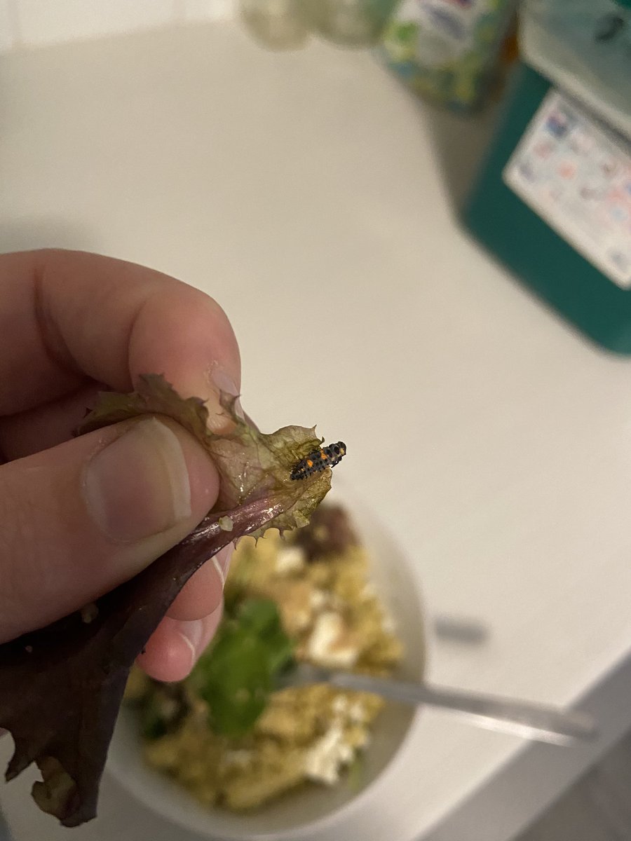 GladdenR's tweet photo. When your “triple washed” salad from @earthboundfarm comes with extra protein 😬 https://t.co/xnNgQmNGWM