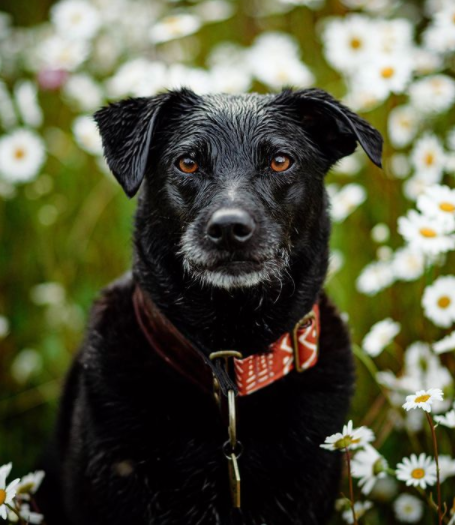 FirstMatePet's tweet photo. How is everyone's summer going so far? 😊🐶
.
.
.
📸: tova.the.mutt | #MyFirstMate https://t.co/JK4q2BJz8m