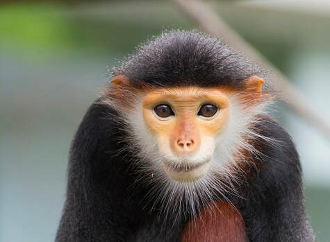 LangurThe's tweet photo. @TheGreatestApes (this is me smiling) https://t.co/oVvxSLPGxA