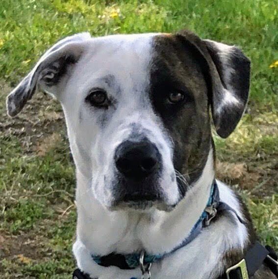 RKarashin's tweet photo. #NWDogDugoutSweepstakes
Our handsome boy Riley ❤️🐶❤️ https://t.co/xlC6DHDnsQ