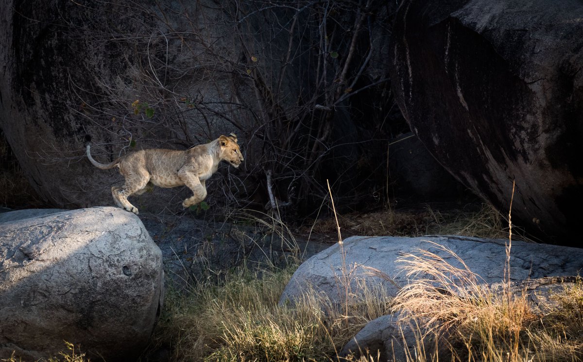 Amy Dickman 🦁 @amydickman.bsky.social tweet media