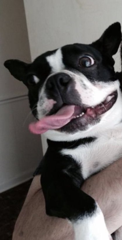Tongue Out Tuesday #SwipeRight #DogsOfDatingApps #Bumble