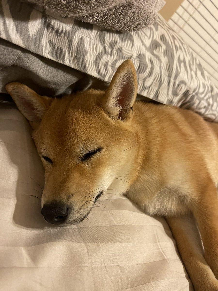 MylesGinvest's tweet photo. #dogecoin is sleeping , waiting for @elonmusk to tweet!! https://t.co/MBgjKyUtdI
