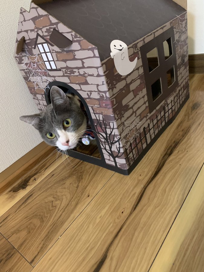 セリアすごい 110円で買えるハロウィーン仕様のキャットハウスにネット民 110円 安っ セリア素晴らしい 100円ならいいよねー の声 2 2 いまトピ