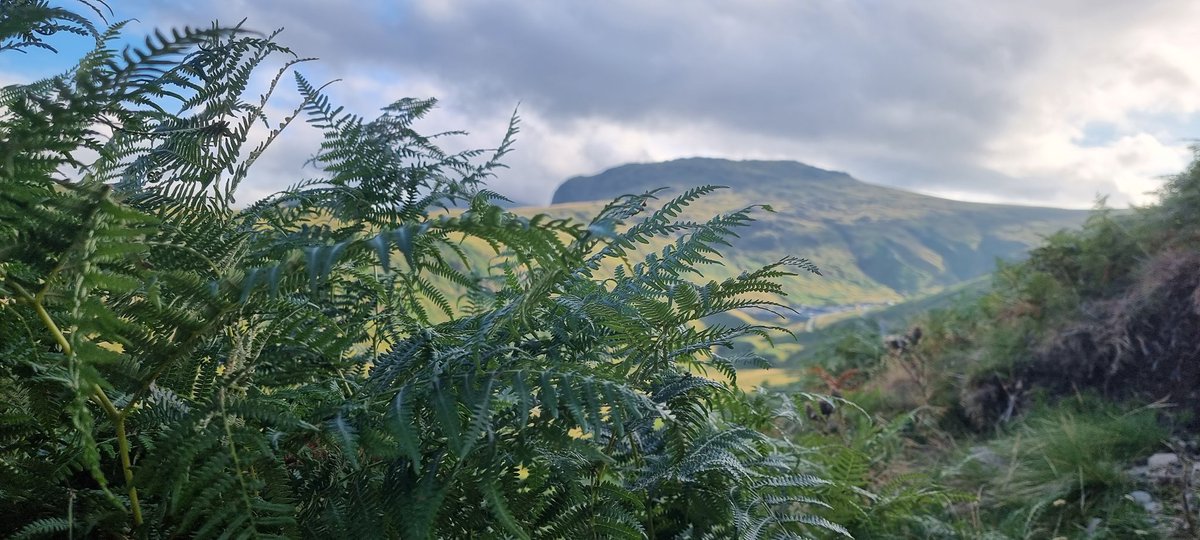 RickRCWWilson's tweet photo. My view whilst bodying for the Lakes Search Dogs this evening. @SmidgeForecast keeping midges and ticks away! #searchdogs #mountainrescue #Lakes #LakeDistrict https://t.co/fJBB0o75kw