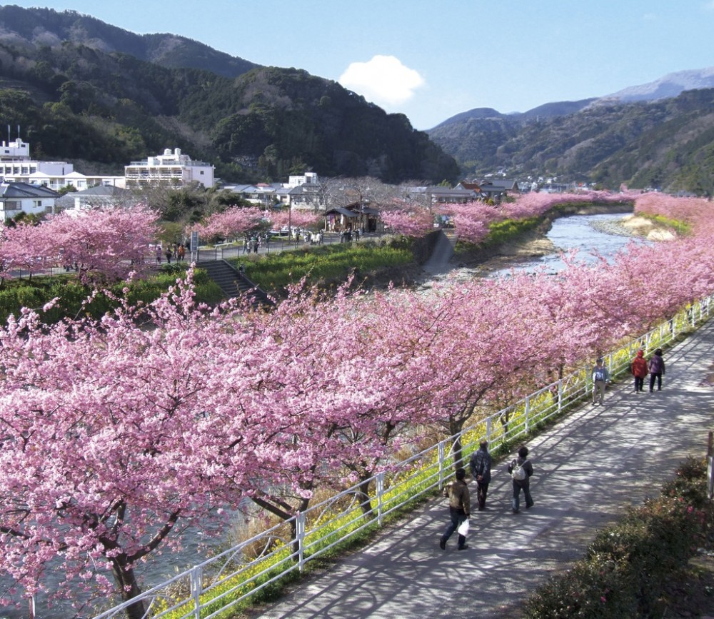 miwadevelop's tweet photo. Seeing cherry blossoms with your own eyes in Japan is the desire of many tourists. The cherry blossom petals are pink, fragile but imbued with the spirit of Japanese culture. The best time to see the flowers is around late March to mid-April. (Source: Kawazu-onsen) https://t.co/XSvIhs6PFr