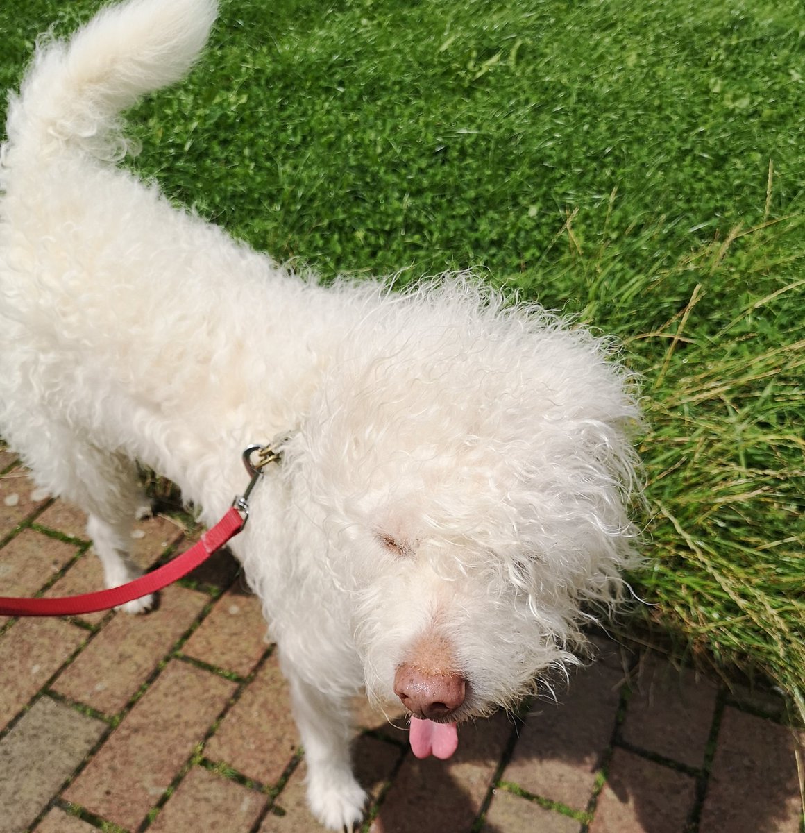 JessandTish's tweet photo. Happy #tonguesouttuesday https://t.co/dzsbyPqiNP