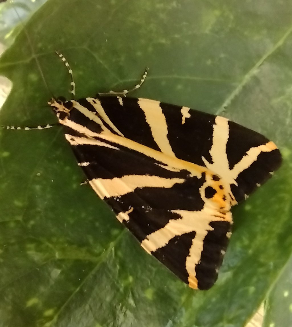 Clever Twitter folk, what's this? Beautiful big butterfly (?)

#Butterfly #NaturePhotography #ButterflyIdentification
