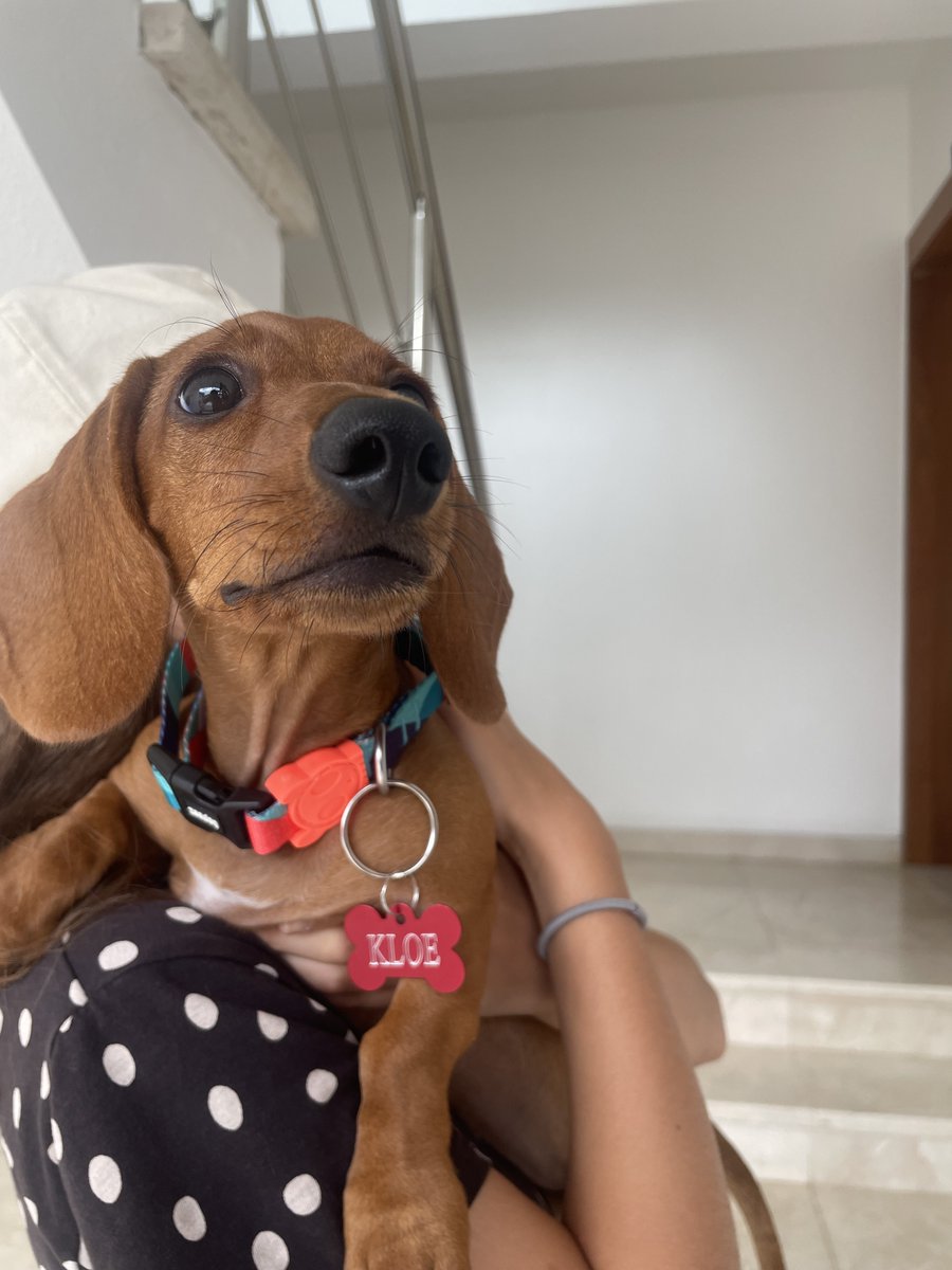 holaunit's tweet photo. Hoy, la #Perriruta fue en el Cibao! Conociendo a Leia y Kloe. Dos terremoticos andantes que llenan sus hogares de alegría 🐶😍.
@bencosmek @anacleta5
#HolaUnit #Unitrd #LosNietosdeIgnaura https://t.co/MVEbg0CthQ