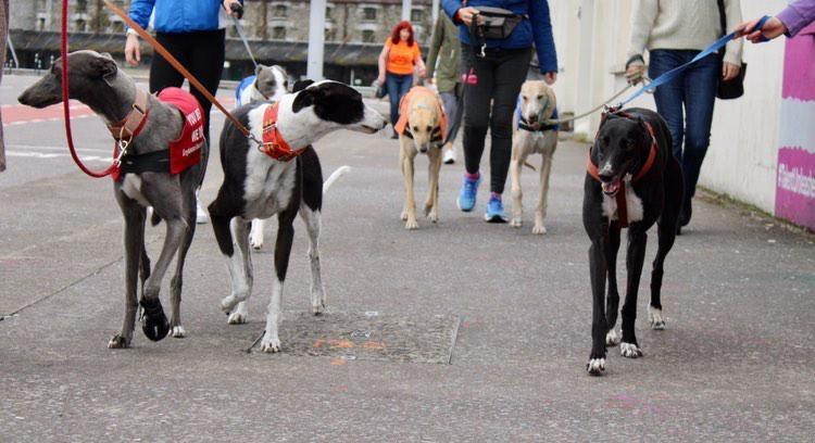 GreyhoundRobert's tweet photo. To wrap up this thread, enjoy some shots of the pack in action, turning heads as they walk, showing off us hounds in the rainbow of colours and sizes we come in, unique individuals, not just numbers on a spreadsheet. #companionsnotcommodities #petsnotbets #rescuednotretired https://t.co/bZ5paOknRm