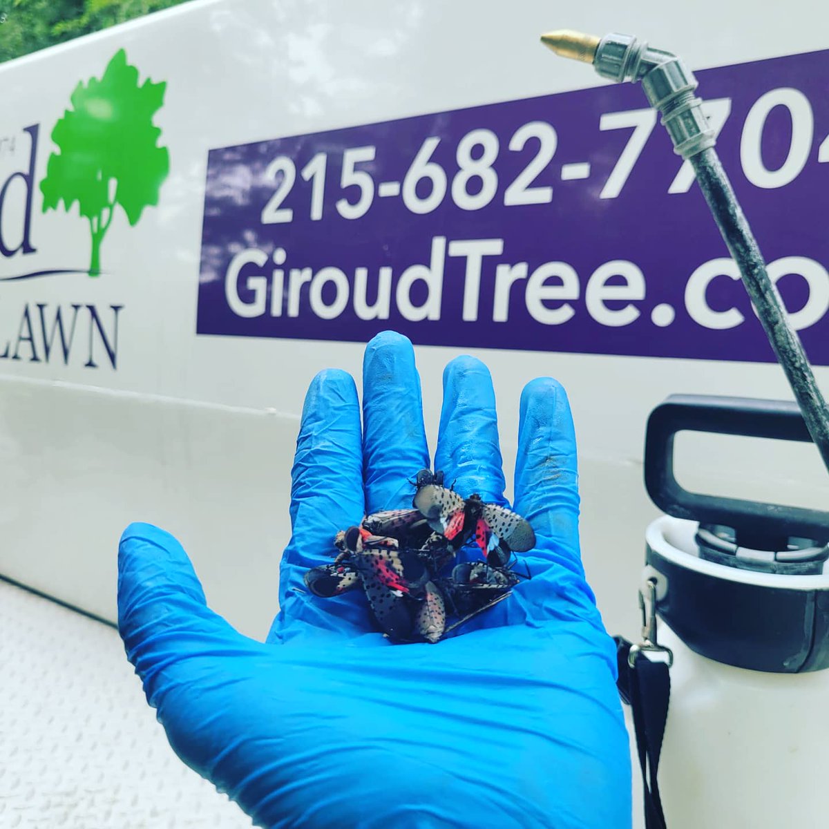 giroudtree's tweet photo. 😨Spotted Lanternfly are Here! Giroud Plant Healthcare Technician, Gregory Rimer-Klak sent us this shot from a job out in the Villanova area today.  Is your property protected from these annoying and destructive insects? Give us a call at 215-682-7704. #SLF #spottedlanternfly https://t.co/oElI603Hqk