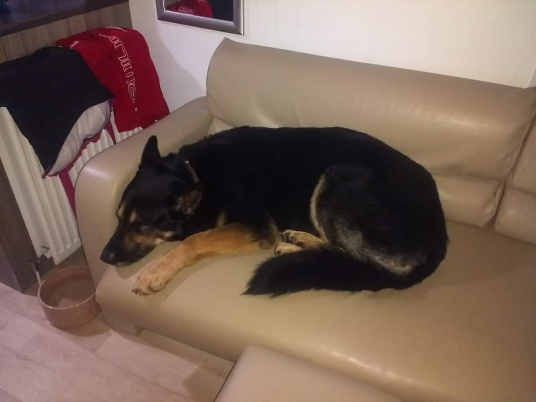 RPD_Vinnie tweet media