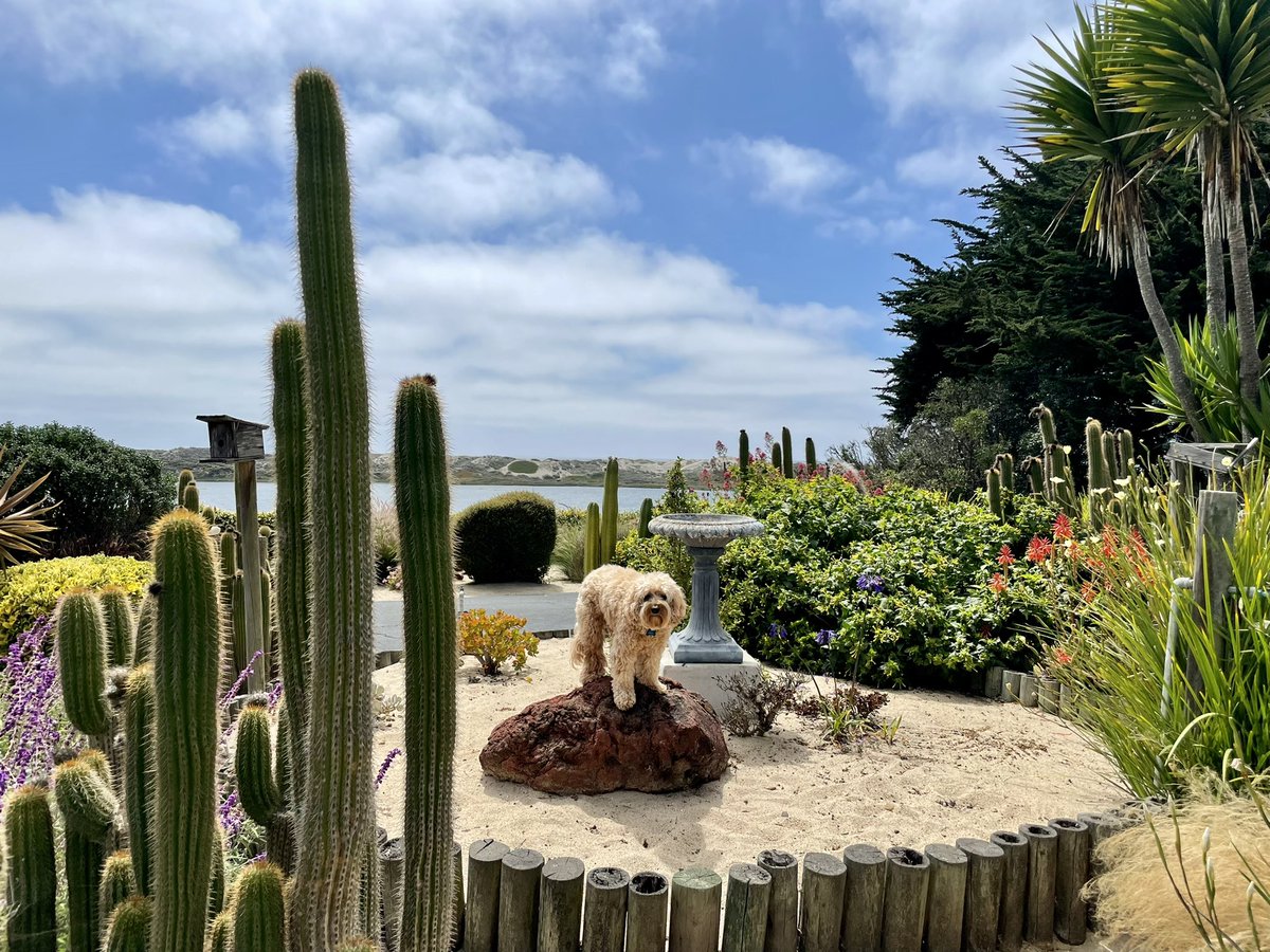 HelloPixelPup's tweet image. They promised to take me to the beach 🏝 

#notabeach #whatthebeach  #hellopixelpup