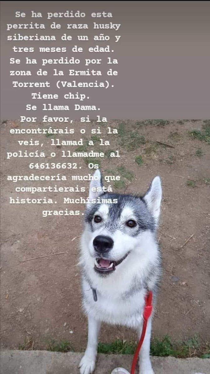NOS PIDEN AYUDA EN DIFUSIÓN.

#SE_BUSCA. #PERDIDA EN #TORRENT ( #VALENCIA ), ZONA LA ERMITA.
HEMBRA CON CHIP. RESPONDE AL NOMBRE DE DAMA.

Si tienes cualquier información acerca de su paradero contacta con el número de teléfono de la imagen adjunta o con la Policía Local de...