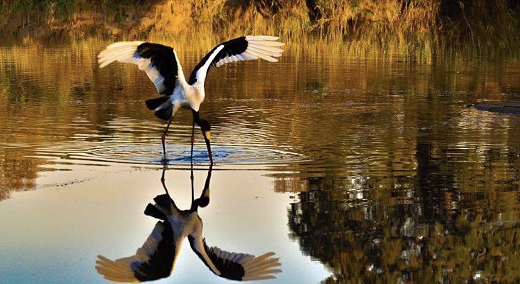 ChristosCharles's tweet photo. BIRDS.. LOVE NATURE🥰🥰 https://t.co/WqsW0KeKF3