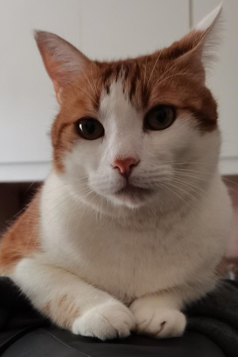 Marushia93's tweet photo. @lagiulia_f Ok, non sono Damiano ma sto volando altissimo perché anche il mio roscio si chiama Ron ;3; 
... 
Sorry se ho disturbato. 
Spero che Damiano risponda sia a te che a Ron ;; https://t.co/G5jXhOpAPU