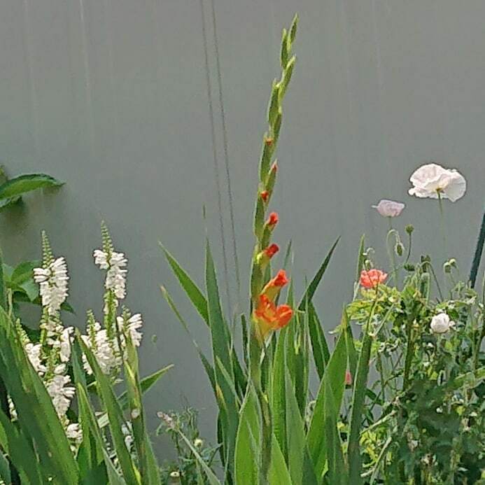 Seiichi Ihara グラジオラス アヤメ科の花で夏の花と思っていたが 春咲きもあるらしい 原産地は南アフリカ 別名は唐菖蒲 オランダ菖蒲 花言葉は密会 用心 思い出など グラジオラス 唐菖蒲 オランダ菖蒲 花言葉は密会 用心 忘却 勝利 Seiichi Ihara グラジオラス アヤメ科の花で夏の花と思っていたが 春咲きもあるらしい 原産地は南アフリカ 別名は唐菖蒲 オランダ菖蒲 花言葉は密会 用心 思い出など グラジオラス 唐菖蒲 オランダ菖蒲 花言葉は密会 用心 忘却 勝利