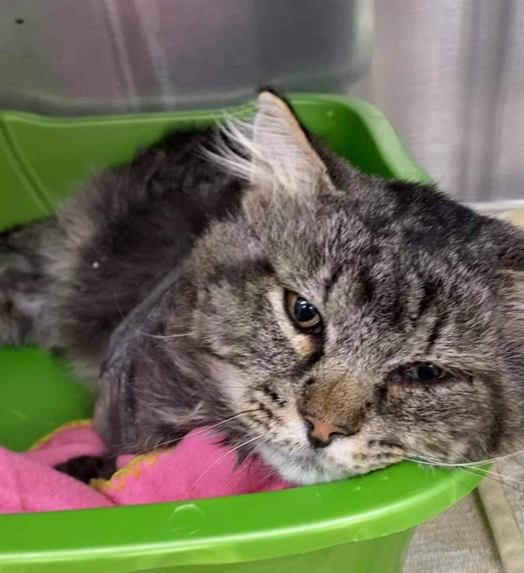 pdctrescue's tweet photo. I know being a foster is a commitment but, seriously, if we don't have foster homes, we will not survive and that would be so sad for kitties like this sweet handsome boy 😿

#medhat 
#FostersNeeded
#CatsOfTwitter https://t.co/FpIjbP5tU4