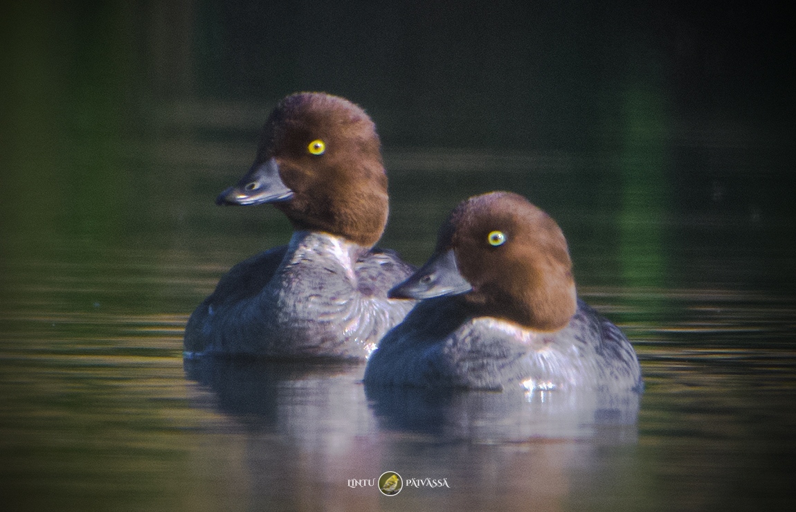 LintuPaivassa's tweet photo. #Telkkä #Knipa #CommonGoldeneye⁠
#BucephalaClangula⁠ https://t.co/1ocholvTgD
