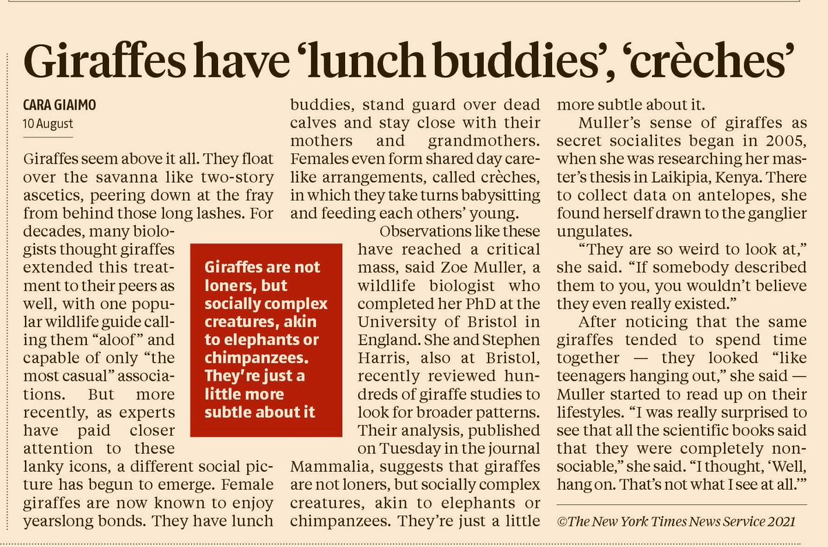 binubabythomas's tweet photo. It gives me so much joy to know (female) Giraffes have lifelong gal pals with whom they enjoy lunch soirees 😍😍 #giraffe #girlpower #secretsocialite #amiagiraffeinhumanform https://t.co/C6TczPUWBq