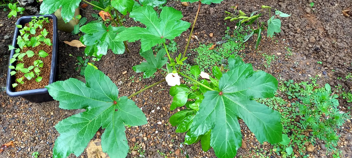 どうですか‼️わたし

…って言ってるようにしか見えない

オクラの葉っぱ

隣のバジルを隠してしまうほど手を広げましたな😄