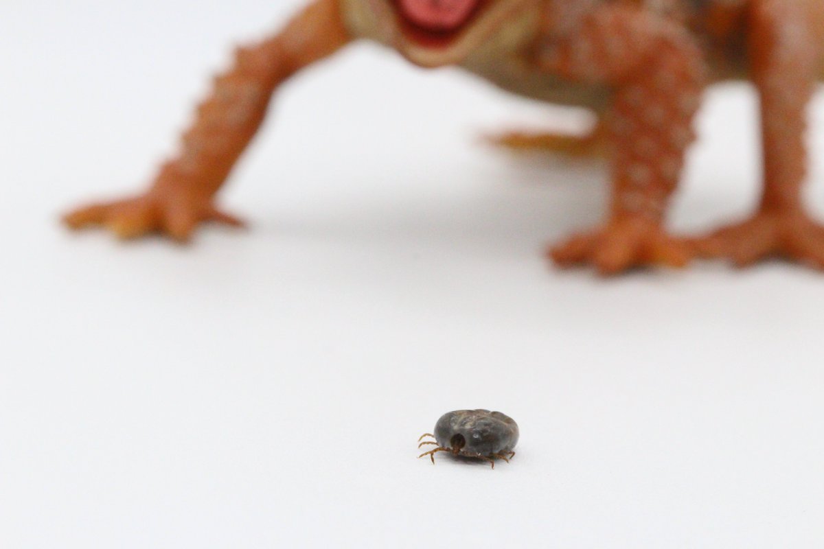 日獣大 獣医寄生虫学教室 Vetpara Nvlu Twitter