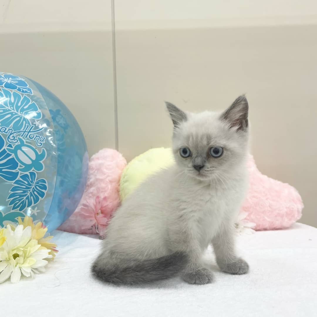 あおぞら 東雁来ホーマック店内 Aozoratropical Twitter あおぞら 東雁来ホーマック店内 Aozoratropical Twitter