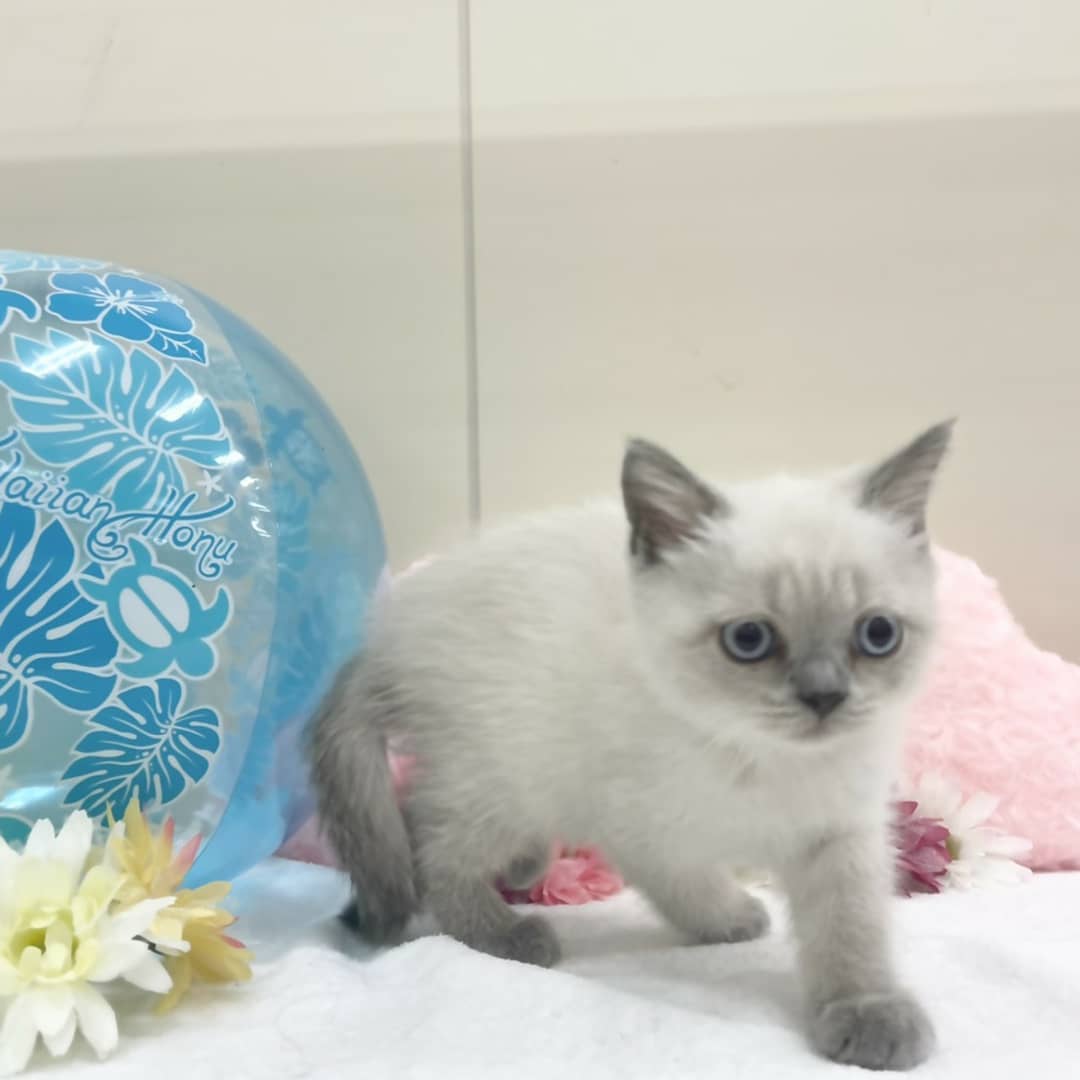 あおぞら 東雁来ホーマック店内 Aozoratropical Twitter あおぞら 東雁来ホーマック店内 Aozoratropical Twitter