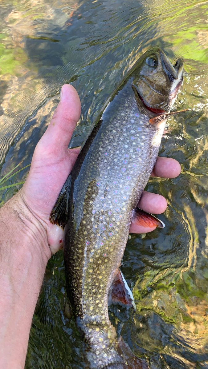 UpperDechutes78's tweet photo. The home waters were kicking out a few nice brookies today ! #flyfishing #cascades #deschutesriver #springfed https://t.co/8L5RiIvQ4h