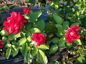 絆の花 オレンジのバラの紹介 １００種類以上から選んだお勧め品種 ローズフェスタ 五感で楽しむ薔薇の広場