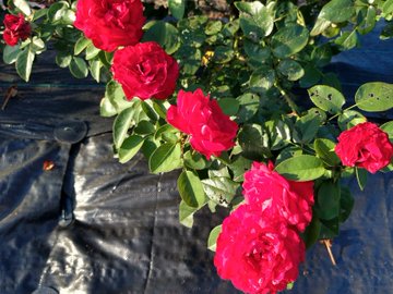 絆の花 オレンジのバラの紹介 １００種類以上から選んだお勧め品種 ローズフェスタ 五感で楽しむ薔薇の広場
