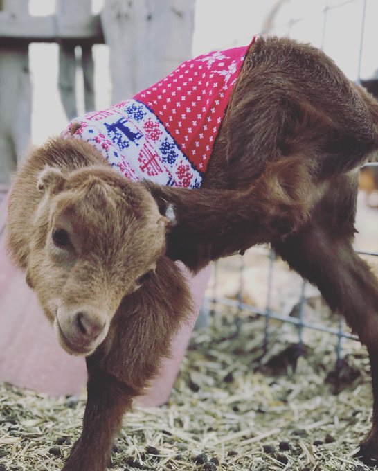 @yamimichi I would like to share with you sweet baby Flora &hearts;️ there will be more pics on the way if you<a class="tags" target="_blank" title="On Twitter" href="/?out=eyJ0eXAiOiJKV1QiLCJhbGciOiJIUzUxMiJ9.eyJpYXQiOjE3MjYxNzMxOTksImlzcyI6InR3cG9ybnN0YXJzLmNvbSIsIm5iZiI6MTcyNjE3MzE5OSwiZXhwIjoxNzU3NzA5MTk5LCJyZWRpcmVjdF91cmwiOiJodHRwczovL3R3aXR0ZXIuY29tL3lhbWltaWNoaSJ9.fBfhNR5n7KIX2VPR9-hE6-5oetq9v3PXhKdr0y8F6rl0PDvVf4O3NbTU3i-I0Vkv2Iiq9WERwspIOuIzPyBM3A">@yamimichi</a><a href="/tag/cat"class="tags"><span>#cat</span></a><a href="/tag/catsoftwitter"class="tags"><span>#catsoftwitter</span></a><a href="/tag/kittensoftwitter"class="tags"><span>#kittensoftwitter</span></a><a href="/tag/mykitt"class="tags"><span>#mykitt</span></a>