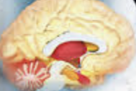 ecalixto's tweet photo. Te amo...
con mi prefrontal, te sufro con mi giro del cíngulo, te extraño con mi hipocampo y te deseo con mi hipotálamo y aveces te odio con la amígdala cerebral.

#NeuroTuit https://t.co/Fi4Igtbjq7