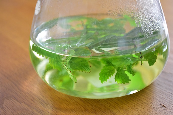 Lovegreen レモンバーム 別名をメリッサと呼ばれるハーブをご存知ですか レモンを思わせる香りのよさが魅力のハーブです レモンバームの花の咲く季節 名前の由来 ハーブとしての使い方や楽しみ方 育て方や増やし方まで紹介します