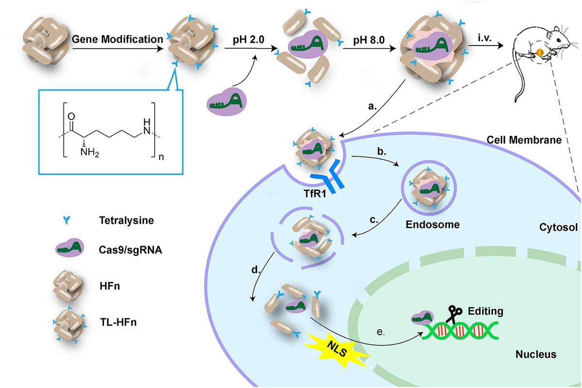 JCRnEDITORS's tweet photo. One-in-one individual package and delivery of CRISPR/Cas9 ribonucleoprotein using apoferritin.
| Xiaole Qi, China Pharmaceutical University |
#geneediting #apoferritin #endosomalescape
https://t.co/S8ueTqttHs https://t.co/ZyFlQidml7