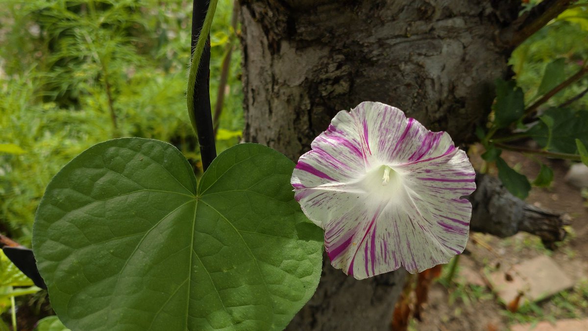 Araseitou V Twitter 今朝の朝顔 花 朝顔 庭の花 庭のある暮らし 花のある風景