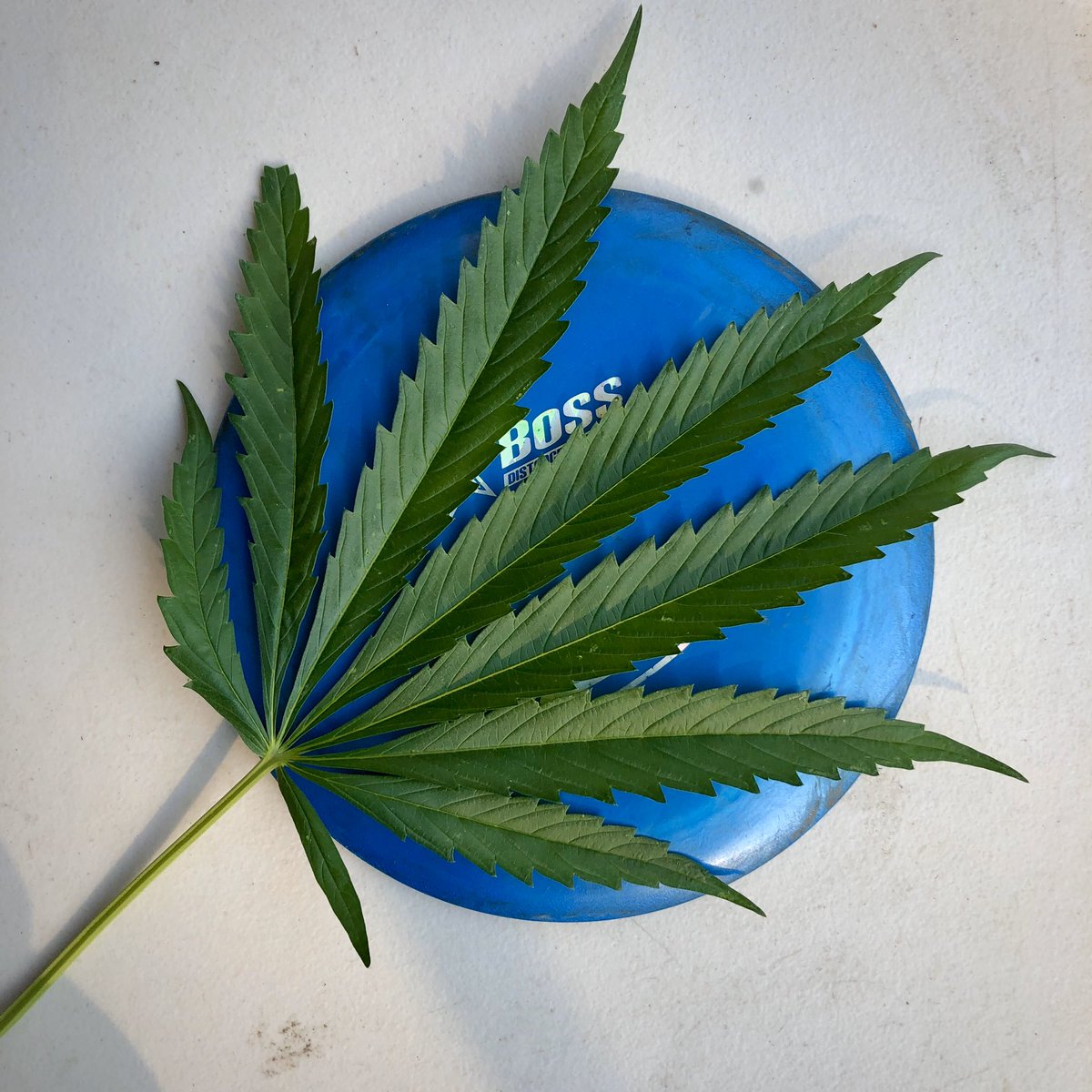GlassVibes's tweet photo. Black Domina x HK leaf makes this boss disc look like a marker disc a(toy) #DiscGolf #Cannabis https://t.co/gKihkUxHXq