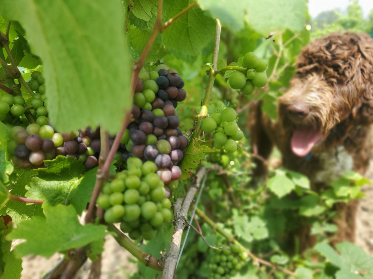 RedtailPEC's tweet image. Good boys always welcome in the vineyard 🐾 @bakerwinemaker #codythevineyarddog
