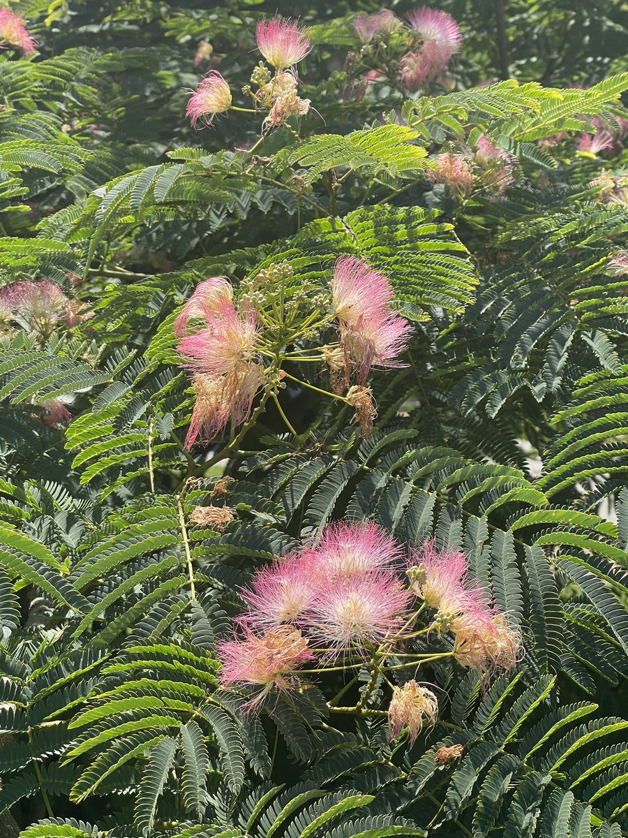 apostlenaut's tweet photo. The #ApachePlume and the #PersianSilkTree https://t.co/bhL95yMlGc
