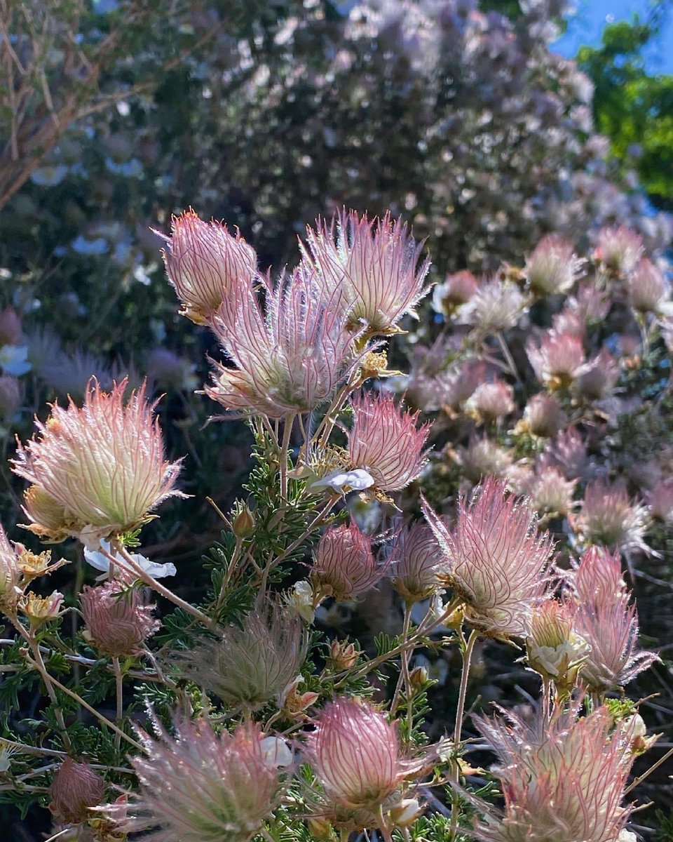 apostlenaut's tweet photo. The #ApachePlume and the #PersianSilkTree https://t.co/bhL95yMlGc