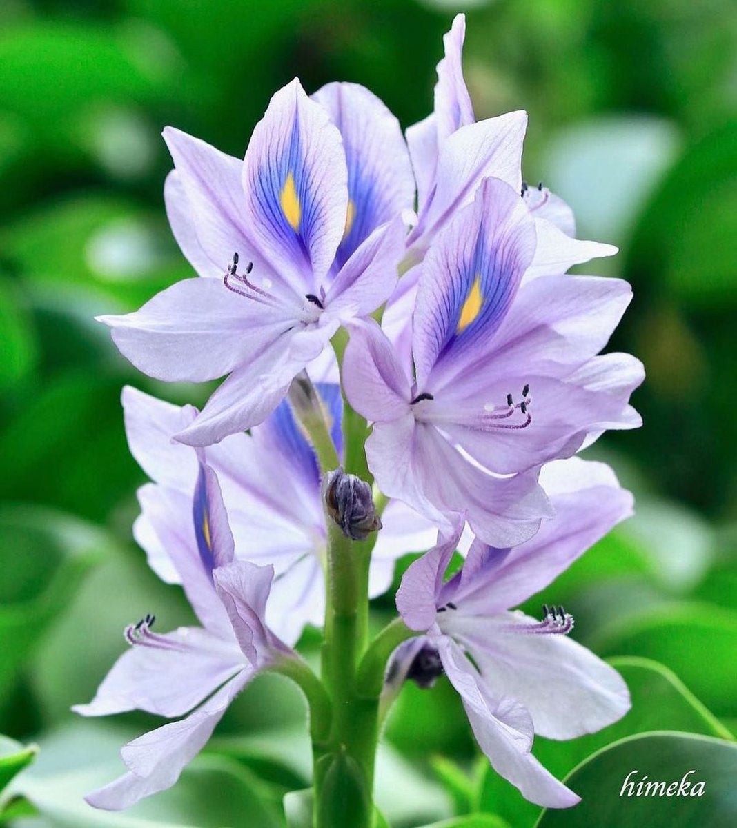 GardeningPhotos tweet picture